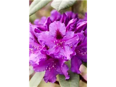 - Rhododendron 'Azurro'  - Rhododendron 'Azurro'