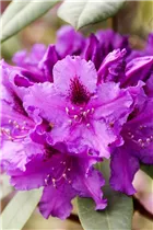 - Rhododendron 'Azurro'  - Rhododendron 'Azurro'