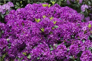 - Rhododendron 'Azurro'  - Rhododendron 'Azurro'