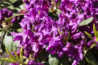 - Rhododendron 'Azurro'  - Rhododendron 'Azurro'