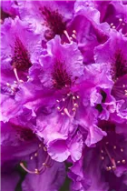 - Rhododendron 'Azurro'  - Rhododendron 'Azurro'