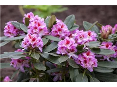 - Rhododendron 'Belami'®  - Rhododendron 'Belami'®