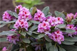 - Rhododendron 'Belami'®  - Rhododendron 'Belami'®