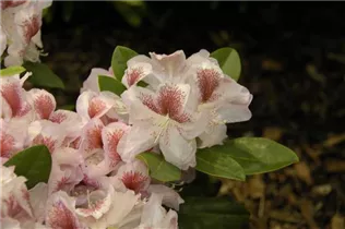 - Rhododendron 'Belami'®  - Rhododendron 'Belami'®