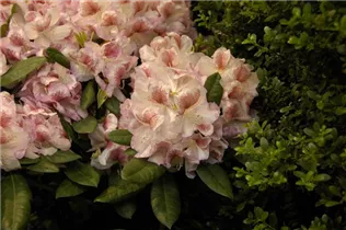 - Rhododendron 'Belami'®  - Rhododendron 'Belami'®
