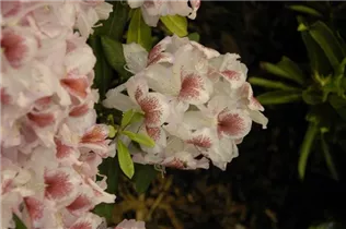 - Rhododendron 'Belami'®  - Rhododendron 'Belami'®