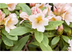 - Rhododendron 'Belkanto'(s)  - Rhododendron 'Belkanto'(s)