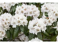- Rhododendron 'Bellini'  - Rhododendron 'Bellini'