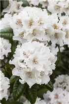 - Rhododendron 'Bellini'  - Rhododendron 'Bellini'