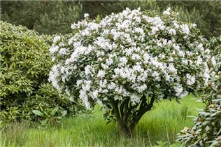 - Rhododendron 'Bellini'  - Rhododendron 'Bellini'
