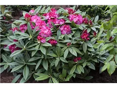 - Rhododendron 'Berliner Liebe'  - Rhododendron 'Berliner Liebe'