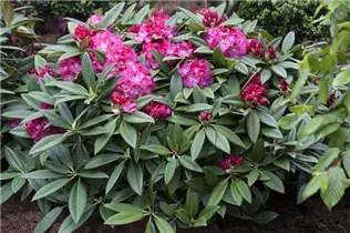 - Rhododendron 'Berliner Liebe'  - Rhododendron 'Berliner Liebe'
