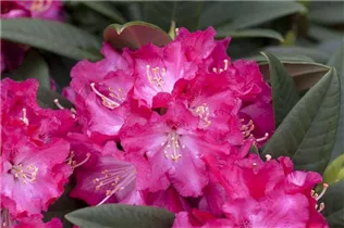 - Rhododendron 'Berliner Liebe'  - Rhododendron 'Berliner Liebe'