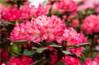 - Rhododendron 'Berliner Liebe'  - Rhododendron 'Berliner Liebe'