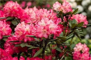 - Rhododendron 'Berliner Liebe'  - Rhododendron 'Berliner Liebe'