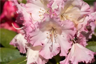 - Rhododendron 'Berliner Liebe'  - Rhododendron 'Berliner Liebe'