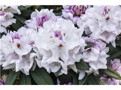 - Rhododendron 'Bismarck'  - Rhododendron 'Bismarck'