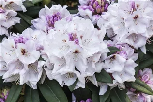- Rhododendron 'Bismarck'  - Rhododendron 'Bismarck'