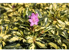 - Rhododendron 'Blattgold'  - Rhododendron 'Blattgold'
