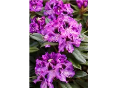 - Rhododendron 'Blaue Jungs'  - Rhododendron 'Blaue Jungs'
