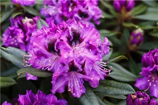 - Rhododendron 'Blaue Jungs'  - Rhododendron 'Blaue Jungs'