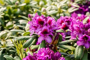 - Rhododendron 'Blaue Jungs'  - Rhododendron 'Blaue Jungs'