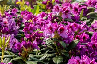 - Rhododendron 'Blaue Jungs'  - Rhododendron 'Blaue Jungs'