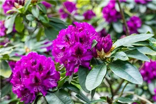 - Rhododendron 'Blaue Jungs'  - Rhododendron 'Blaue Jungs'