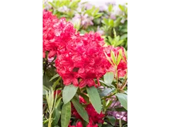 - Rhododendron 'Blinklicht'®  - Rhododendron 'Blinklicht'®