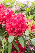 - Rhododendron 'Blinklicht'®  - Rhododendron 'Blinklicht'®