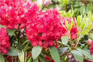 - Rhododendron 'Blinklicht'®  - Rhododendron 'Blinklicht'®