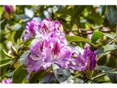 - Rhododendron 'Blue Ensign'  - Rhododendron 'Blue Ensign'