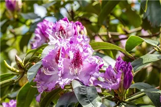 - Rhododendron 'Blue Ensign'  - Rhododendron 'Blue Ensign'