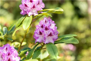 - Rhododendron 'Blue Ensign'  - Rhododendron 'Blue Ensign'