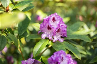 - Rhododendron 'Blue Ensign'  - Rhododendron 'Blue Ensign'