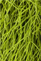  - Rhipsalis baccifera subsp. baccifera