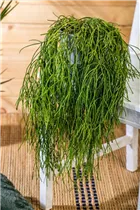  - Rhipsalis baccifera subsp. baccifera