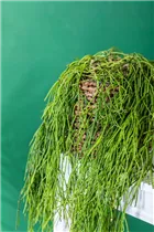  - Rhipsalis baccifera subsp. baccifera