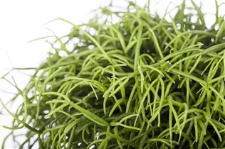  - Rhipsalis baccifera subsp. baccifera