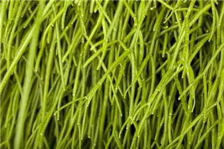  - Rhipsalis baccifera subsp. baccifera