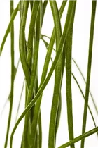  - Rhipsalis baccifera subsp. baccifera
