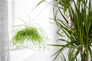  - Rhipsalis baccifera subsp. baccifera