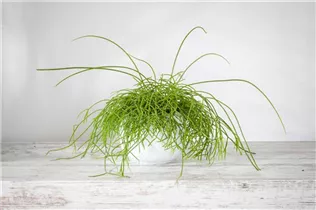  - Rhipsalis baccifera subsp. baccifera