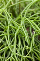  - Rhipsalis baccifera subsp. baccifera