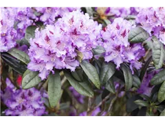 - Rhododendron 'Blue Peter'  - Rhododendron 'Blue Peter'