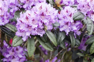 - Rhododendron 'Blue Peter'  - Rhododendron 'Blue Peter'