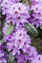 - Rhododendron 'Blue Peter'  - Rhododendron 'Blue Peter'