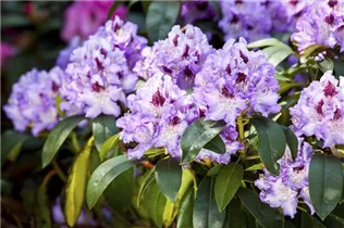 - Rhododendron 'Blue Peter'  - Rhododendron 'Blue Peter'