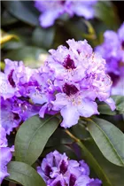 - Rhododendron 'Blue Peter'  - Rhododendron 'Blue Peter'