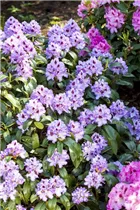 - Rhododendron 'Blue Peter'  - Rhododendron 'Blue Peter'